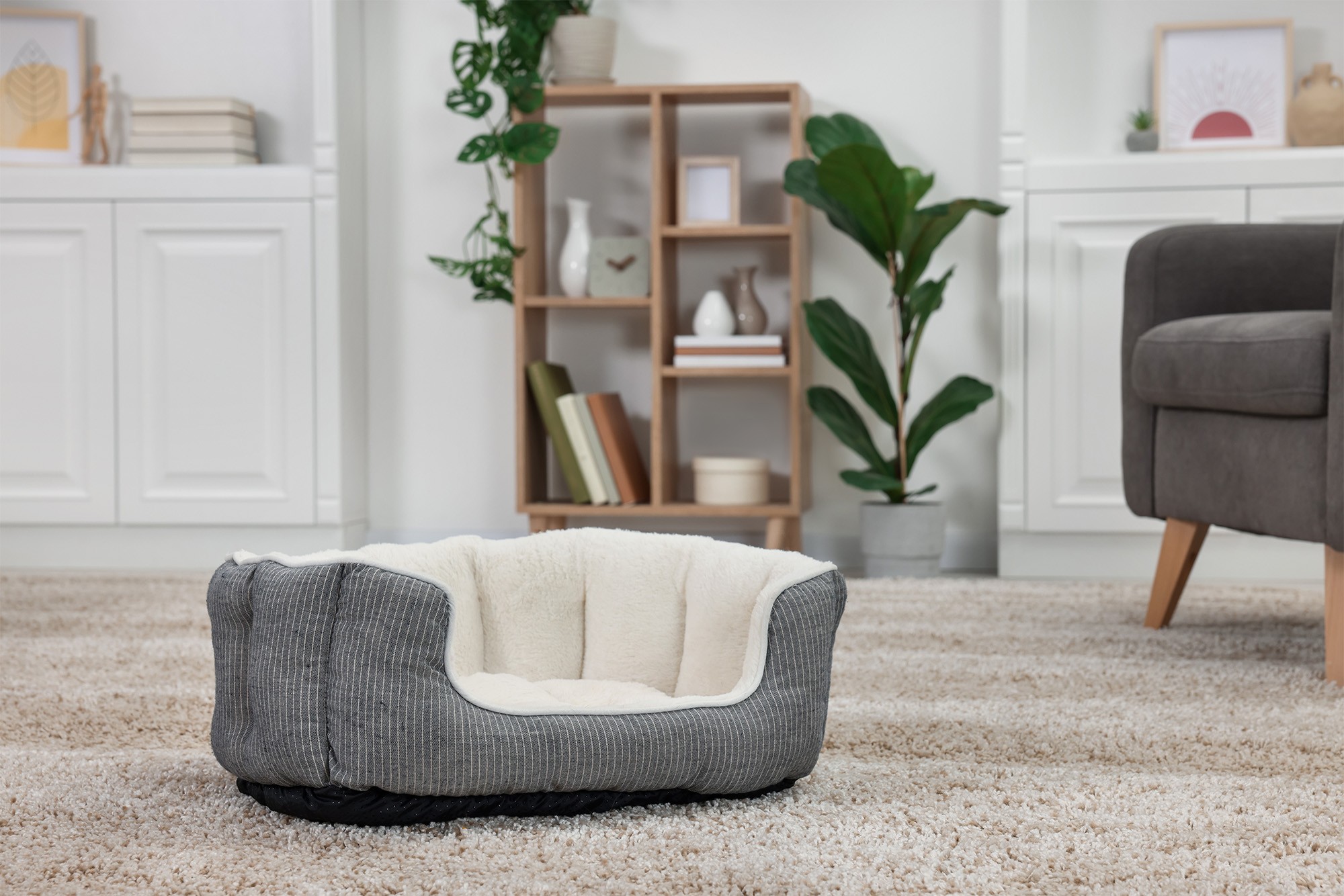 Eliminate pet odors from carpet with professional cleaning Killeen, TX