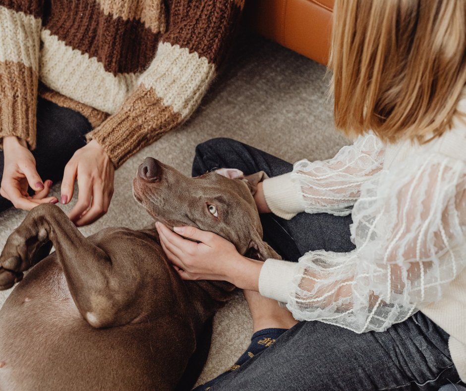 Flooring Colors for Pet-Friendly Homes in 2026 in Killeen, TX