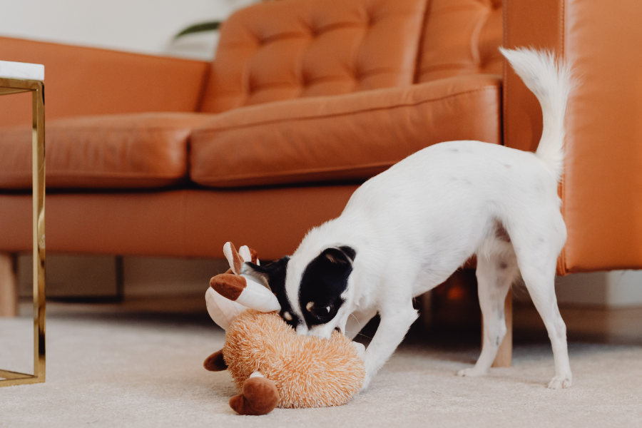 Best Carpet Flooring for Pet Owners in 2026 Killeen, TX