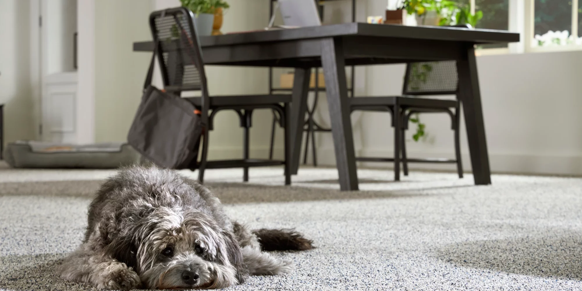 28979_547_pet_premier_campaign_image_19_$fullQuality$